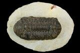 Bargain, Austerops Trilobite - Visible Eye Facets #119988-1